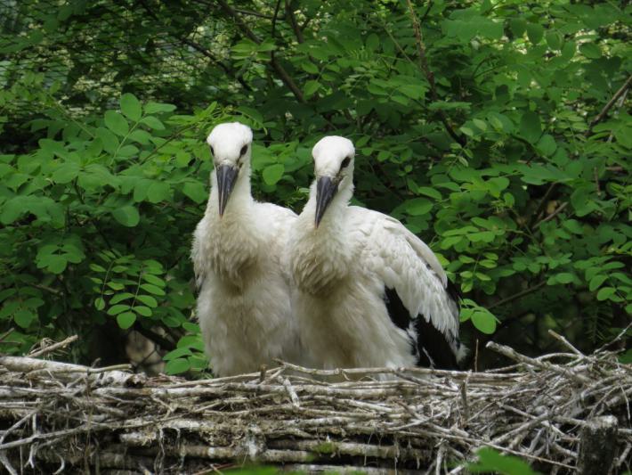 heimattiergarten-tierpark-zoo-fuerstenwalde-tiere-428