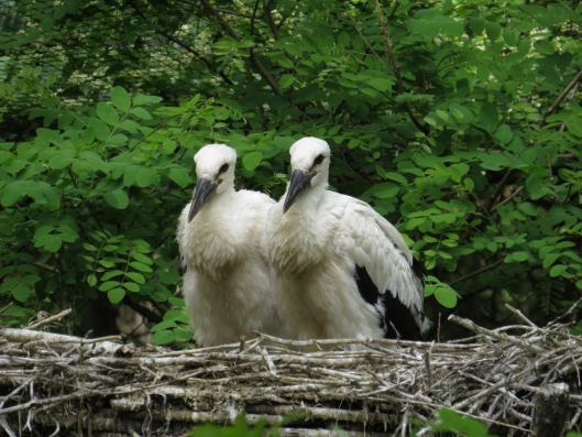 heimattiergarten-tierpark-zoo-fuerstenwalde-tiere-429