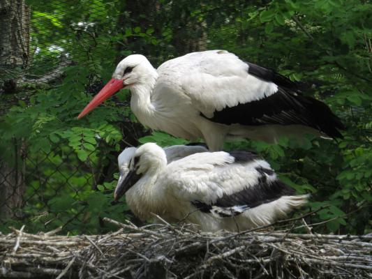 heimattiergarten-tierpark-zoo-fuerstenwalde-tiere-431