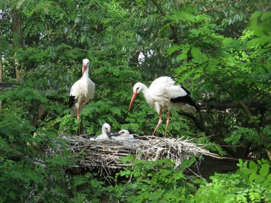 heimattiergarten-tierpark-zoo-fuerstenwalde-tiere-433