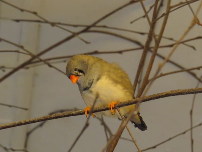 heimattiergarten-tierpark-zoo-fuerstenwalde-tiere-463