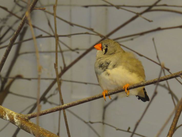 heimattiergarten-tierpark-zoo-fuerstenwalde-tiere-464