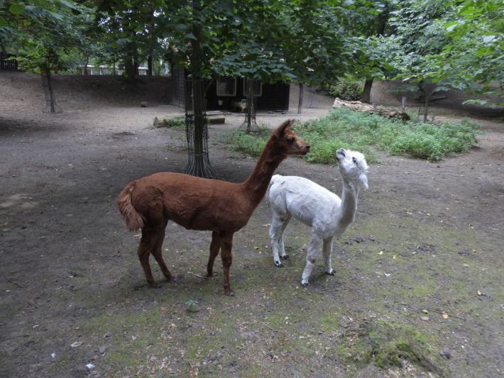heimattiergarten-tierpark-zoo-fuerstenwalde-tiere-005