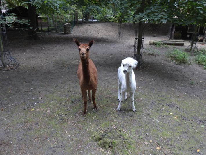 heimattiergarten-tierpark-zoo-fuerstenwalde-tiere-006