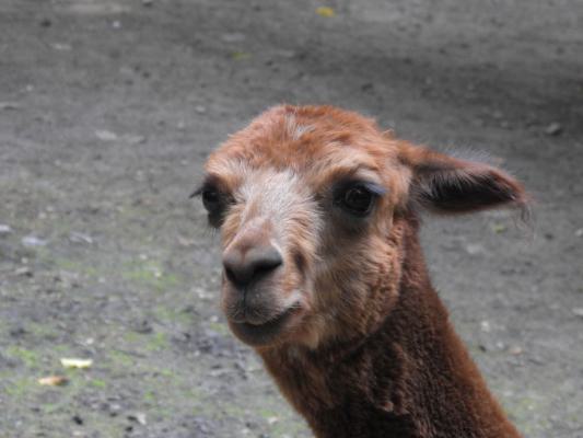 heimattiergarten-tierpark-zoo-fuerstenwalde-tiere-008