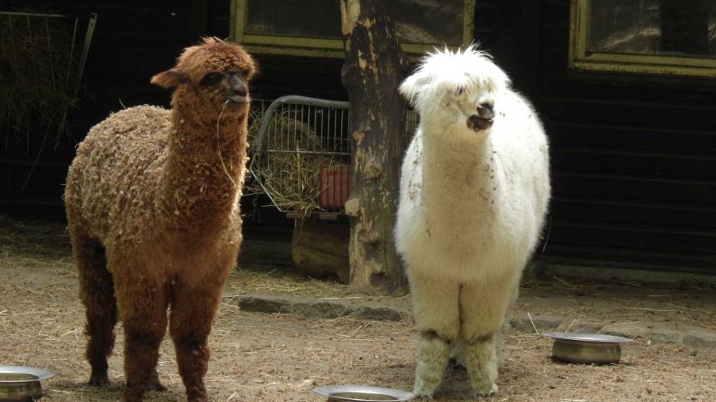 heimattiergarten-tierpark-zoo-fuerstenwalde-tiere-010