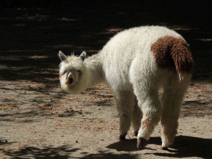 heimattiergarten-tierpark-zoo-fuerstenwalde-tiere-013