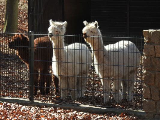 heimattiergarten-tierpark-zoo-fuerstenwalde-tiere-015