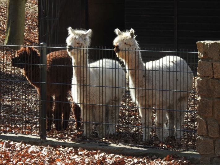heimattiergarten-tierpark-zoo-fuerstenwalde-tiere-015