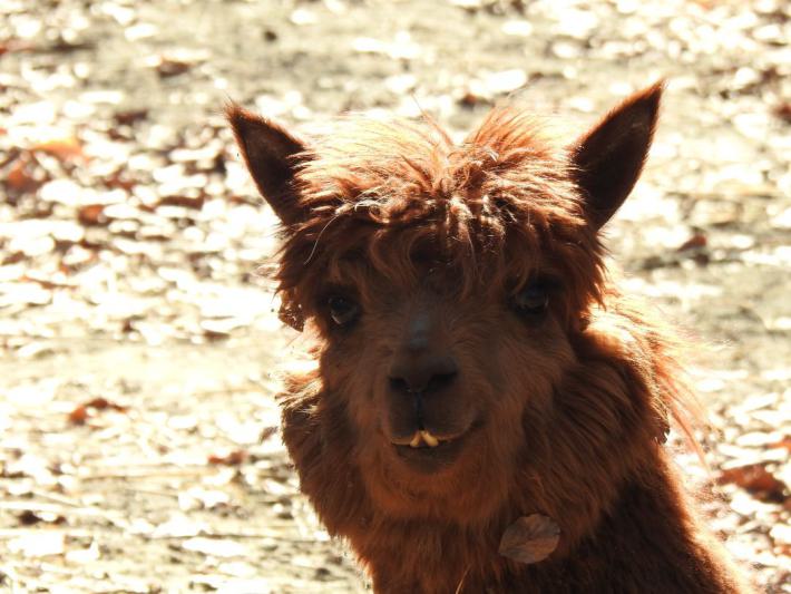 heimattiergarten-tierpark-zoo-fuerstenwalde-tiere-016
