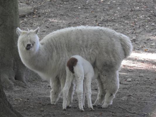 heimattiergarten-tierpark-zoo-fuerstenwalde-tiere-018