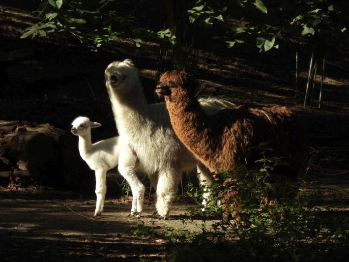 heimattiergarten-tierpark-zoo-fuerstenwalde-tiere-019