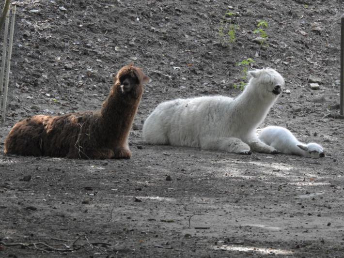 heimattiergarten-tierpark-zoo-fuerstenwalde-tiere-020