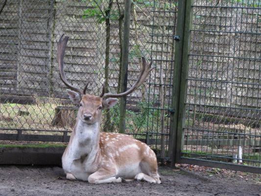 heimattiergarten-tierpark-zoo-fuerstenwalde-tiere-097