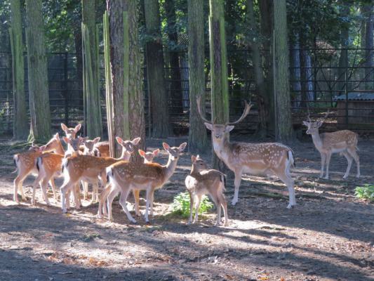 heimattiergarten-tierpark-zoo-fuerstenwalde-tiere-099
