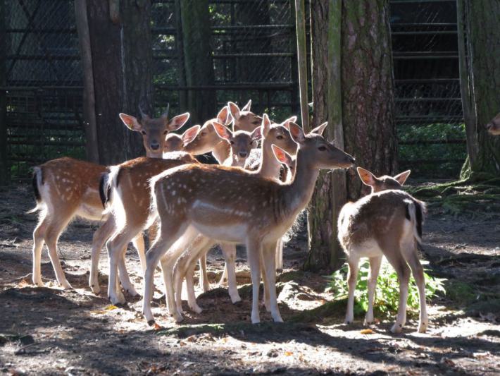heimattiergarten-tierpark-zoo-fuerstenwalde-tiere-101