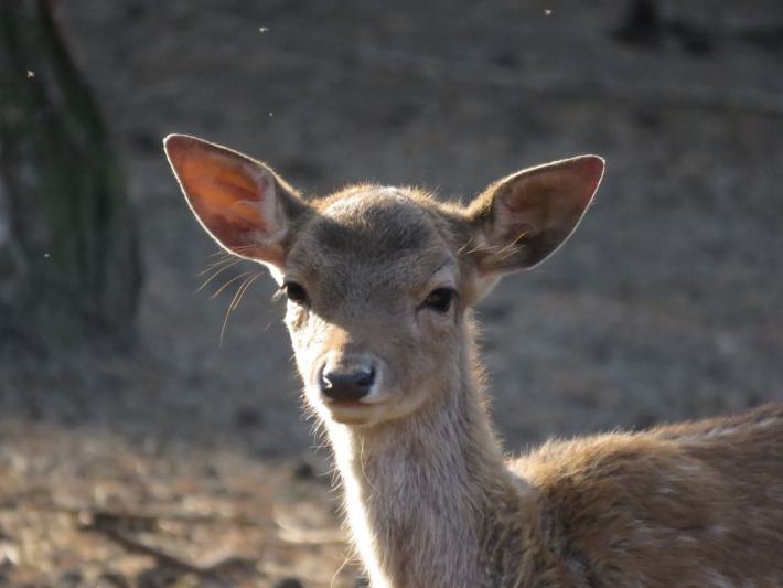 heimattiergarten-tierpark-zoo-fuerstenwalde-tiere-102