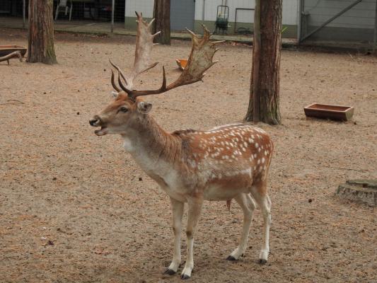 heimattiergarten-tierpark-zoo-fuerstenwalde-tiere-104