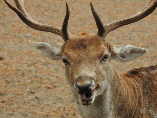 heimattiergarten-tierpark-zoo-fuerstenwalde-tiere-105
