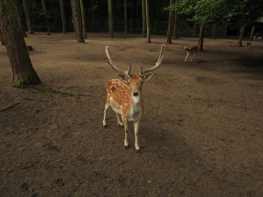 heimattiergarten-tierpark-zoo-fuerstenwalde-tiere-106