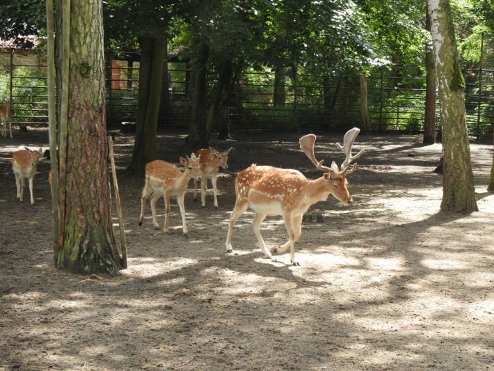 heimattiergarten-tierpark-zoo-fuerstenwalde-tiere-108