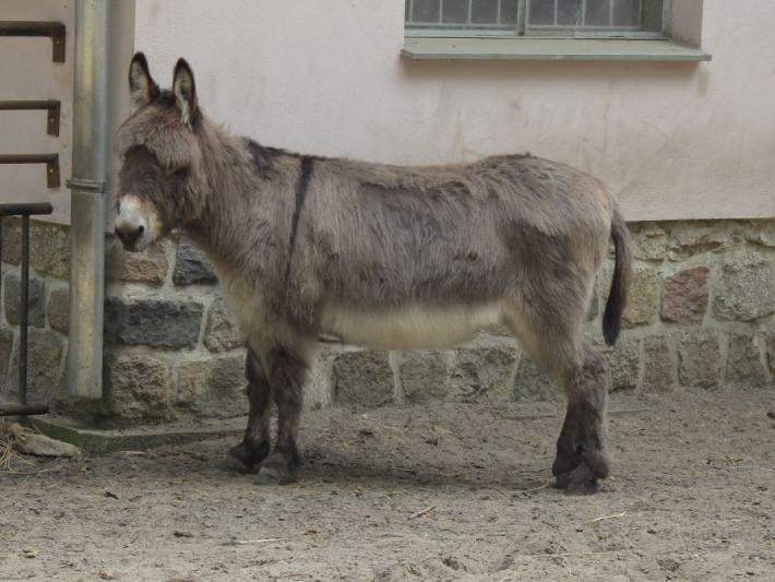 heimattiergarten-tierpark-zoo-fuerstenwalde-tiere-121