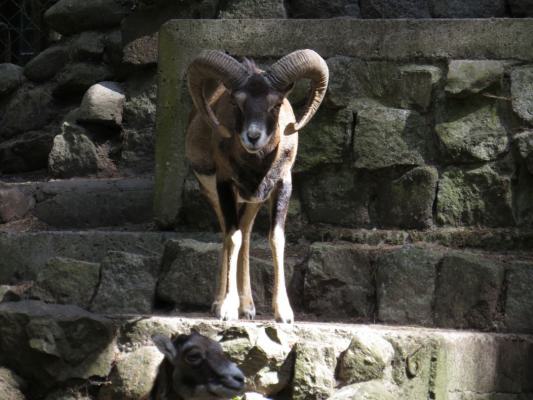 heimattiergarten-tierpark-zoo-fuerstenwalde-tiere-273