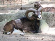 heimattiergarten-tierpark-zoo-fuerstenwalde-tiere-274