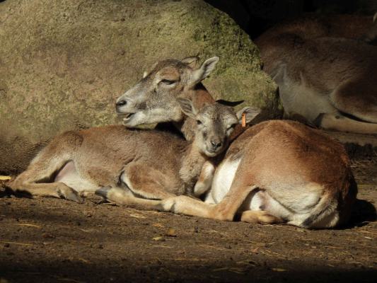 heimattiergarten-tierpark-zoo-fuerstenwalde-tiere-286
