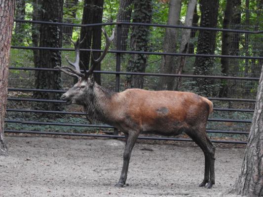 heimattiergarten-tierpark-zoo-fuerstenwalde-tiere-320
