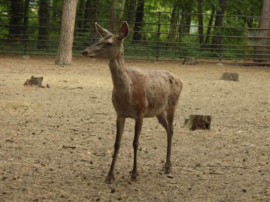 heimattiergarten-tierpark-zoo-fuerstenwalde-tiere-324