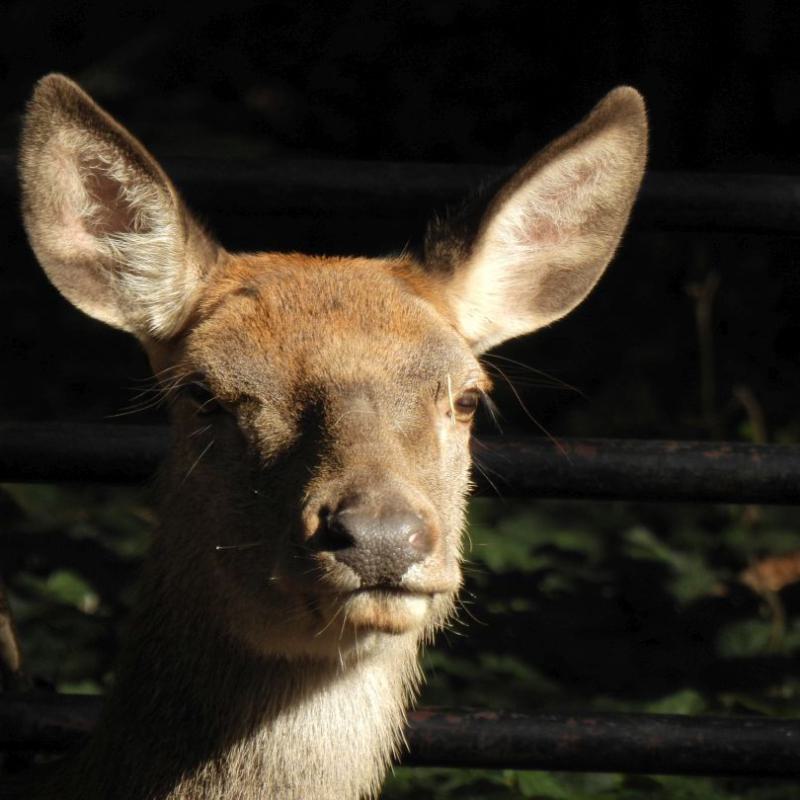heimattiergarten-tierpark-zoo-fuerstenwalde-tiere-325