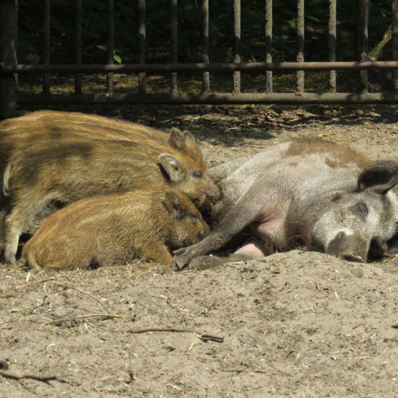 heimattiergarten-tierpark-zoo-fuerstenwalde-tiere-450