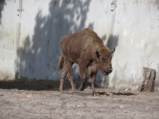 heimattiergarten-tierpark-zoo-fuerstenwalde-tiere-455
